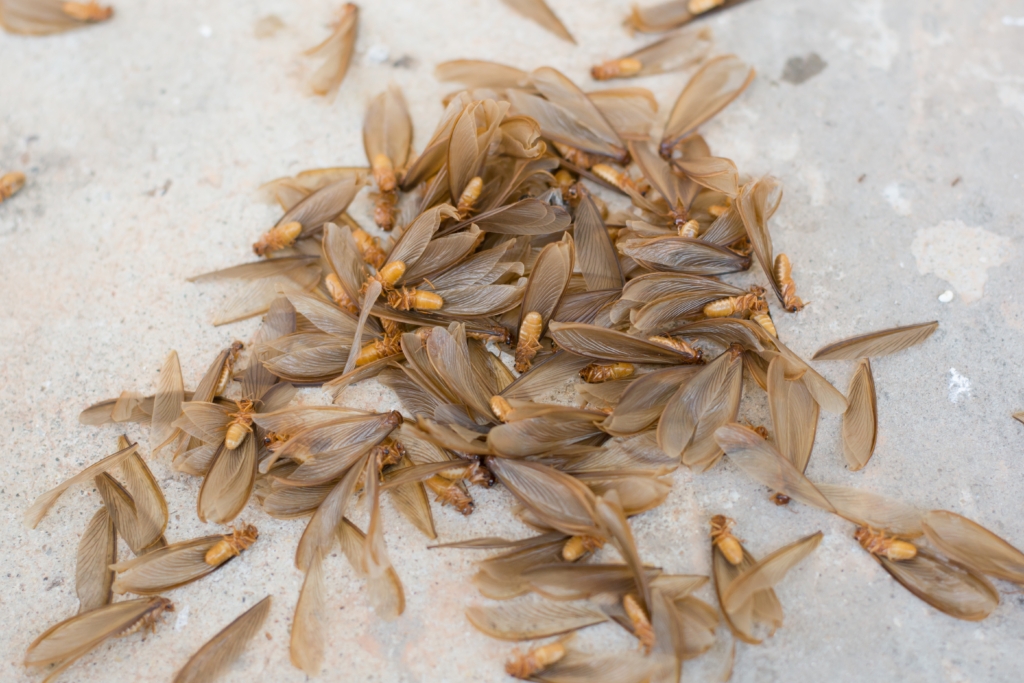 Winged Insects on concrete