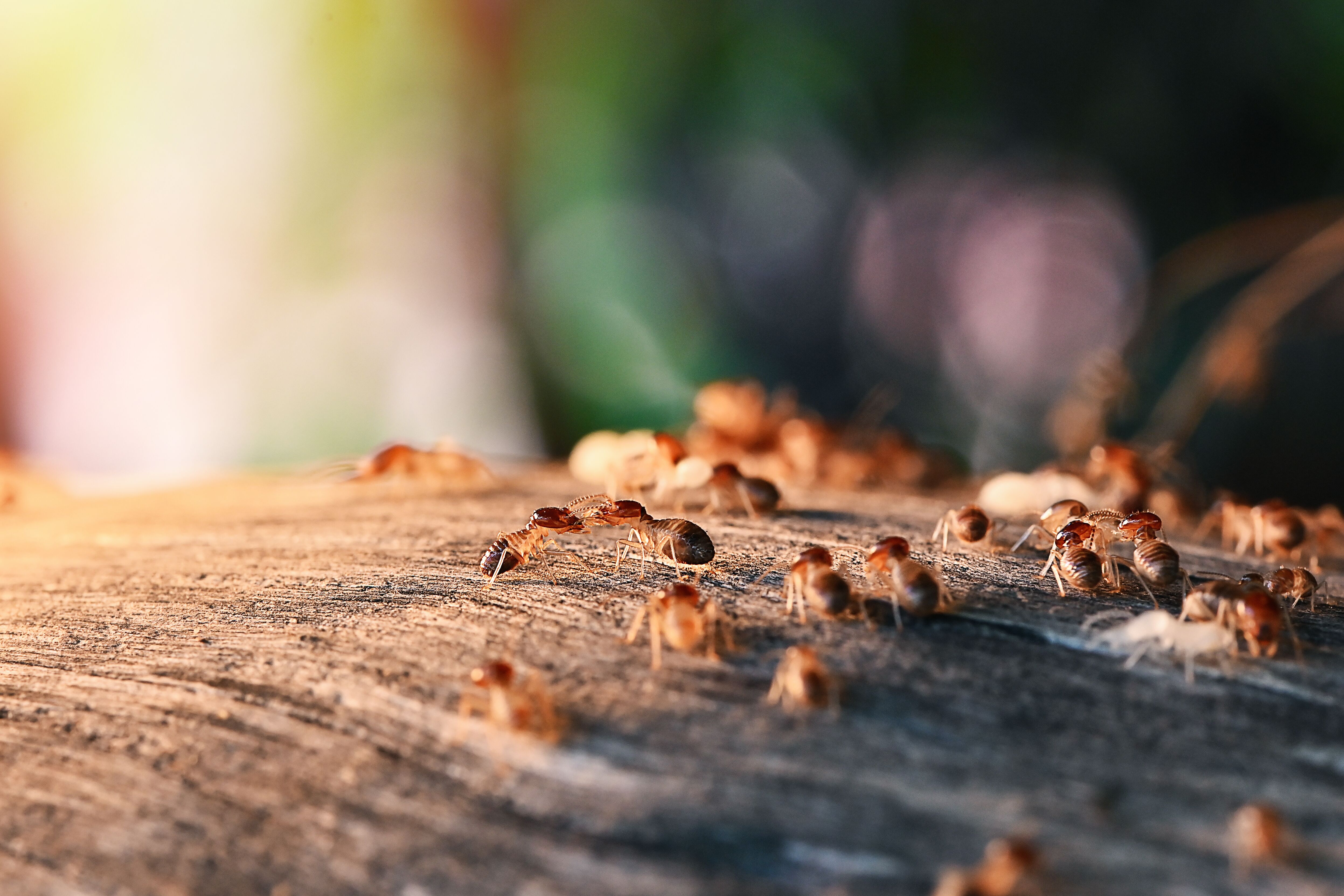 a group of ants on a piece of wood