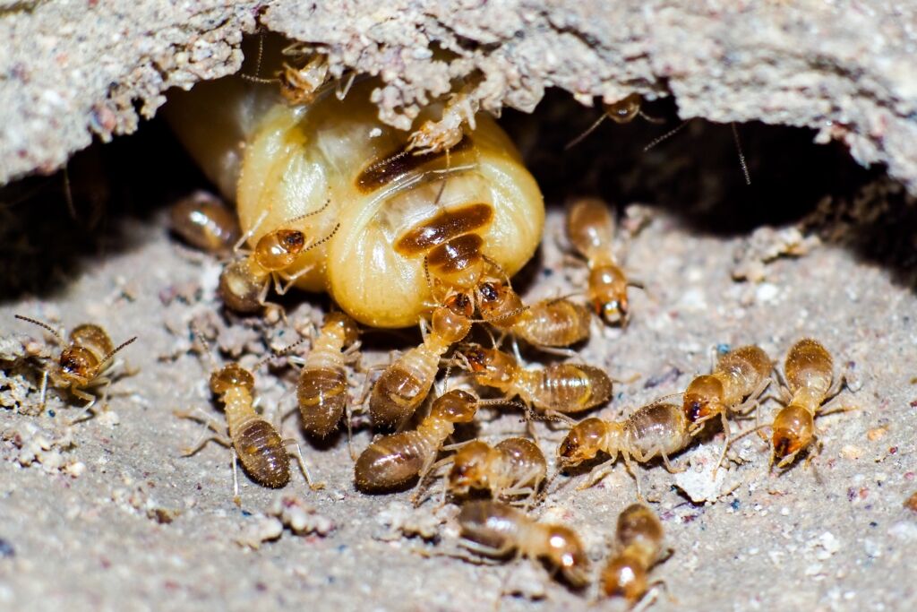 termite