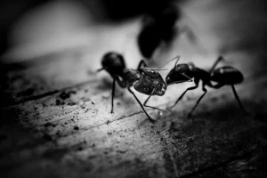 tiny black ant