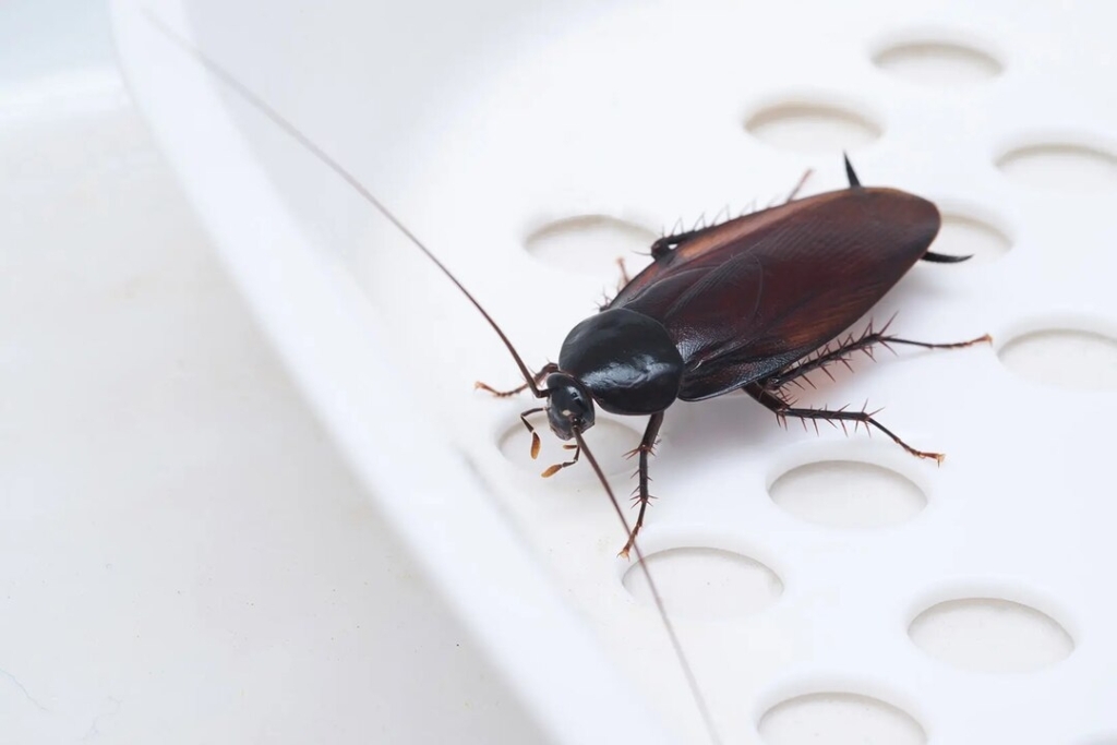 pest cockroaches