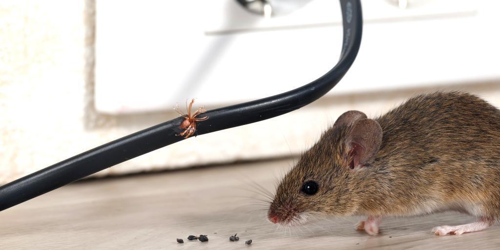 rodent chewing an electical wire