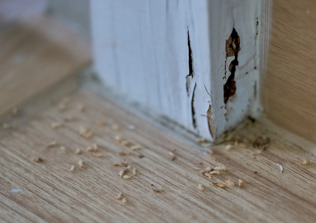 Termites
