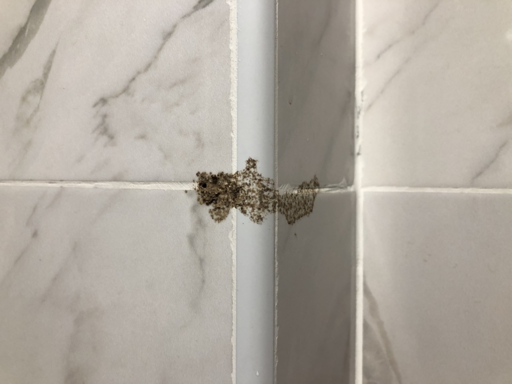 Termite track